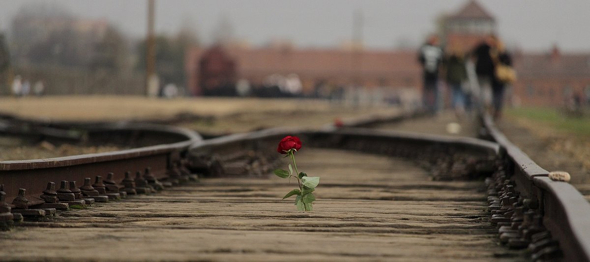 Verlassene Gleise in denen eine Rose steckt, im Hintergrund sind Besucher und Gebäude der Gedenkstätte Auschwitz zu sehen