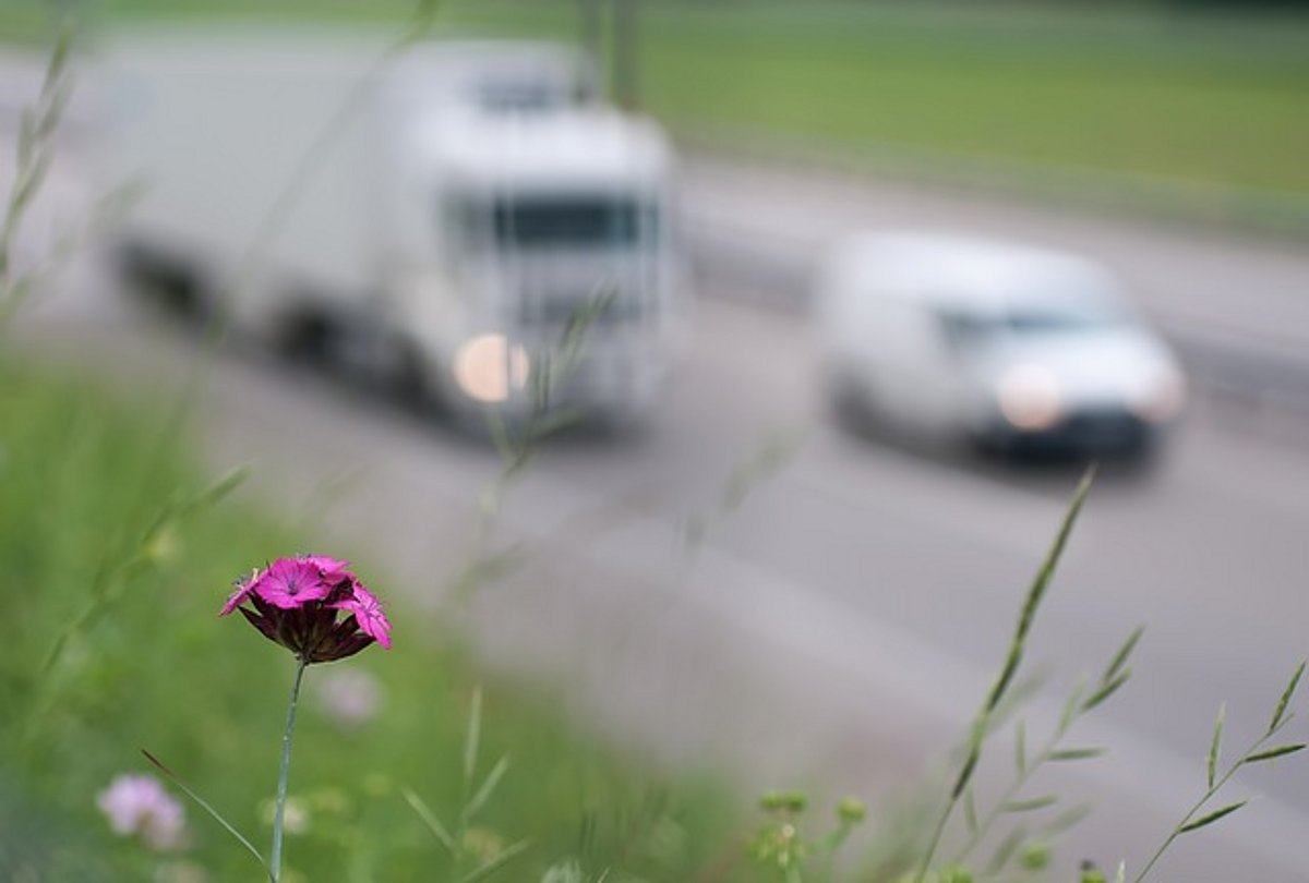 Eine Blume am Autobahnrand