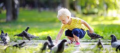 Ein Kind hockt in einem Park zwischen mehreren Tauben