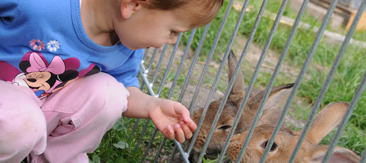 Ein kleiner Junge füttert Kaninchen