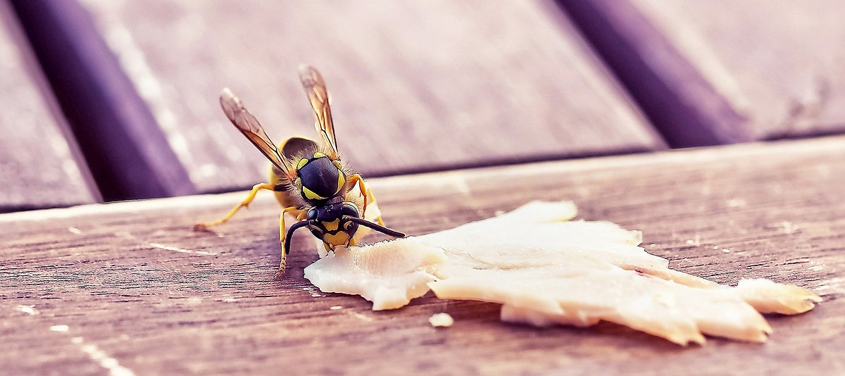 Eine Wespe sitzt auf einem Holztisch neben einem Stück Lebensmittel